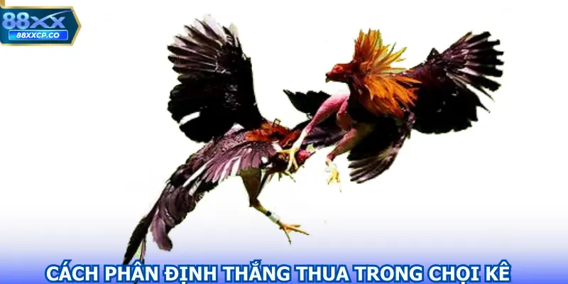 Cách phân định thắng thua trong chọi kê